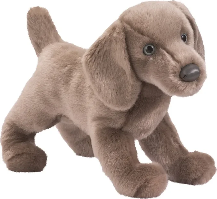 Cassie Weimaraner