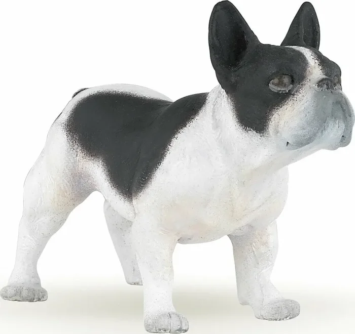 French Black And White Bulldog