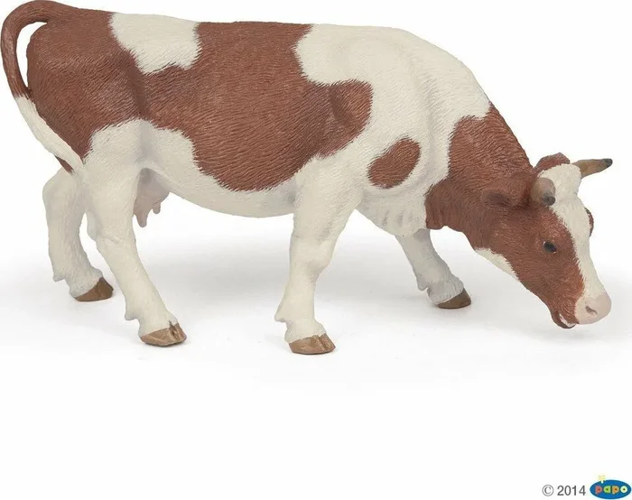 Grazing Simmental Cow